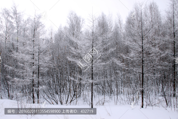 冰雪落葉松