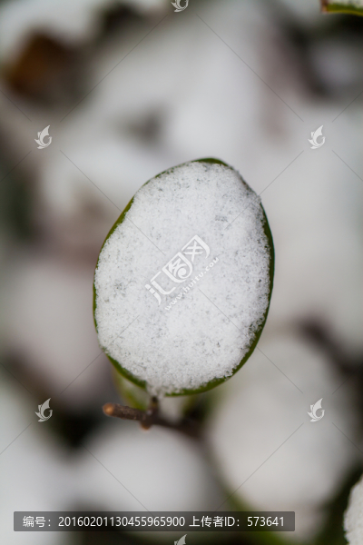 積雪