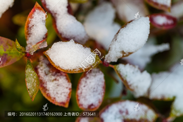 冰雪