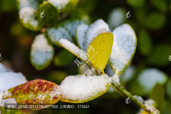 積雪