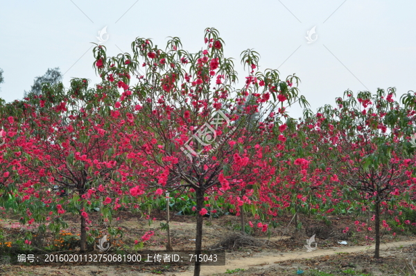 桃花林