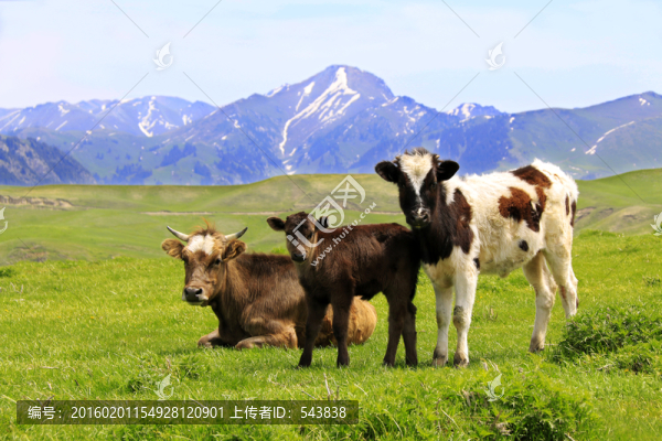草原小伙伴,牛