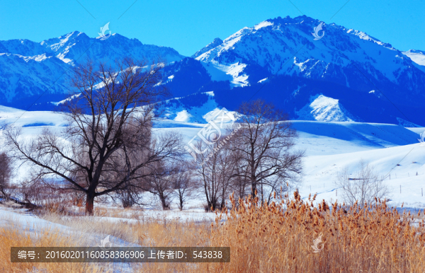 伊犁雪景,塞外雪域