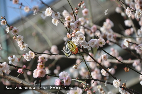 蝶戀花
