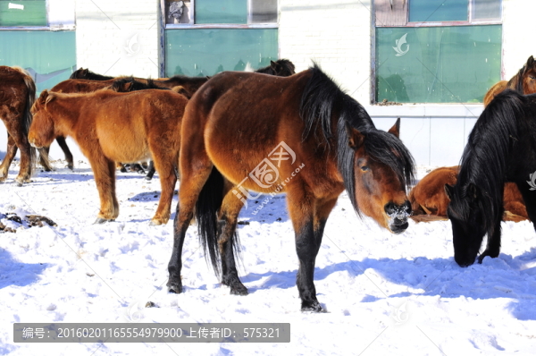 雪地馬群