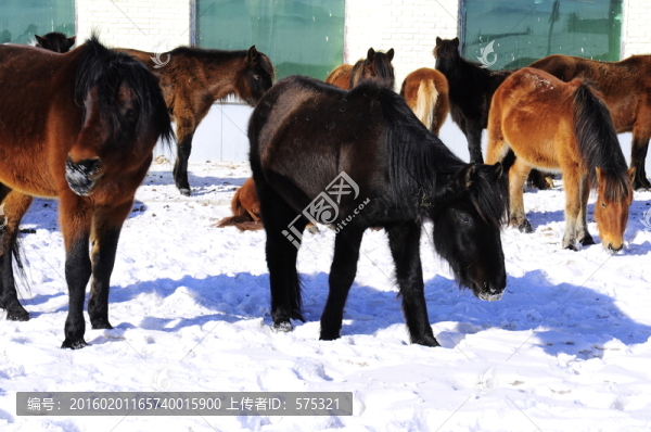 雪地馬群