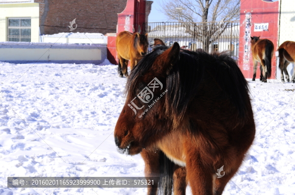 雪地馬群