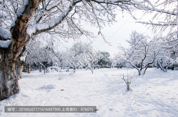 雪景