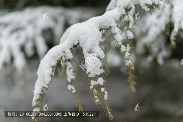 雪景
