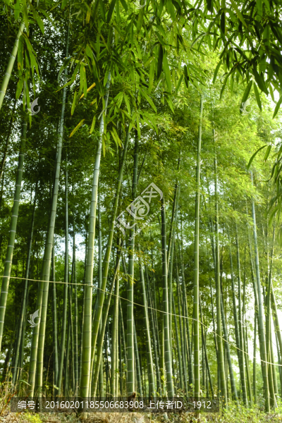 竹林