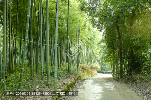 竹林