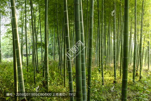 竹林