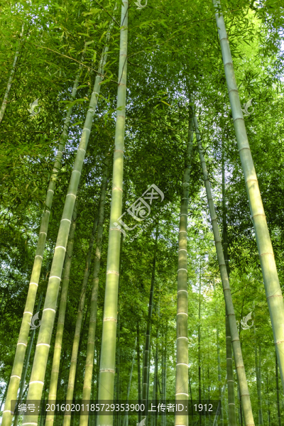 綠竹林