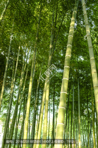 綠竹林
