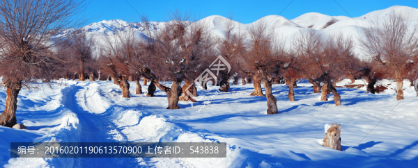 榆樹(shù)溝高清冬景圖