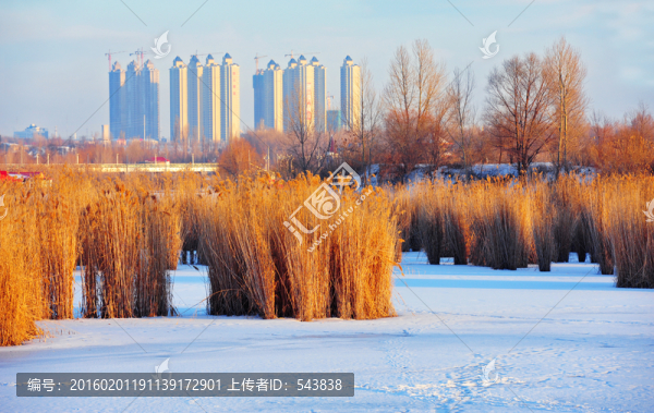 伊犁河畔冬景