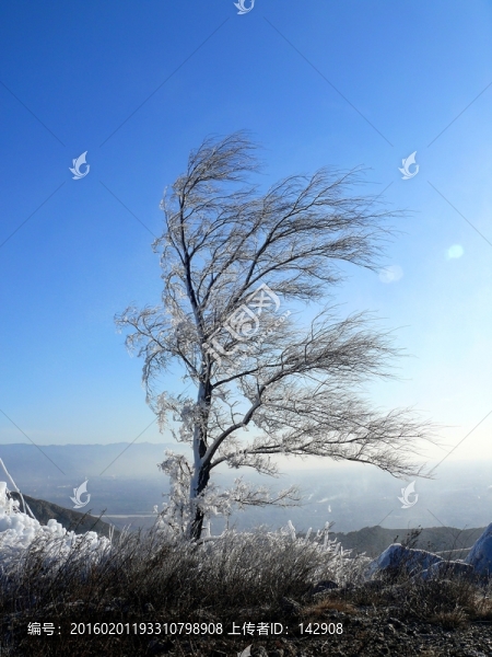 河津龍門山樹掛