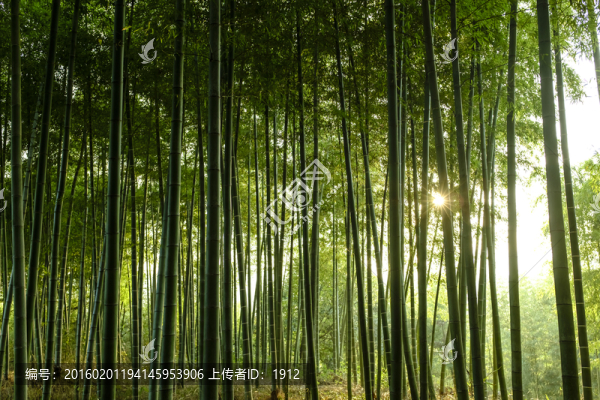 綠竹林
