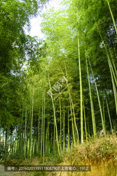 竹林