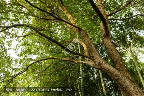 綠樹林