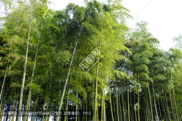 竹林