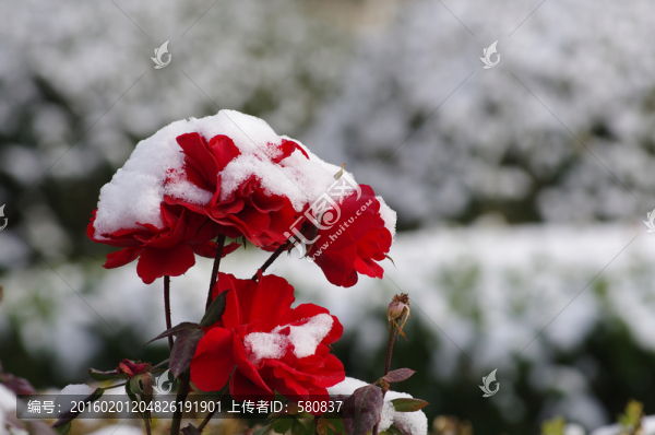 雪花