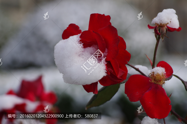 雪花