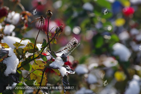 雪花