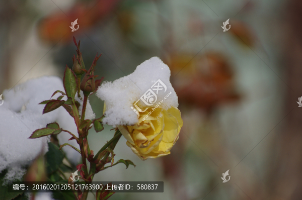 雪花