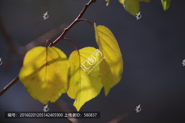 樹葉