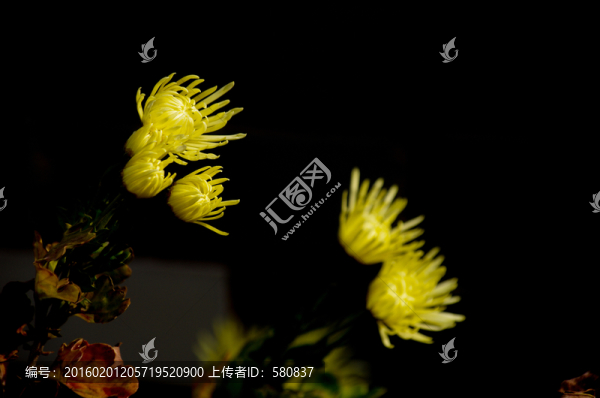 菊花