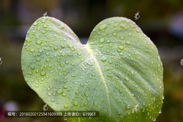 綠葉,水珠