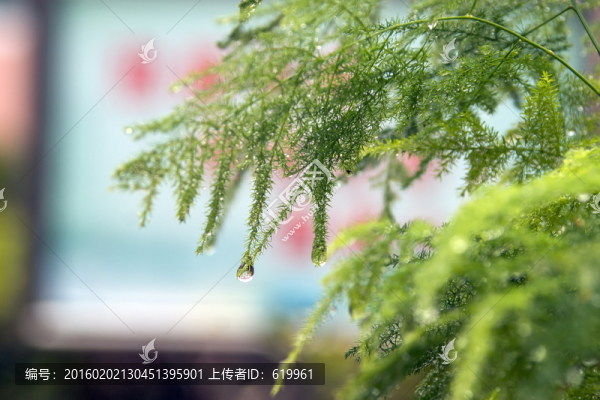 文竹