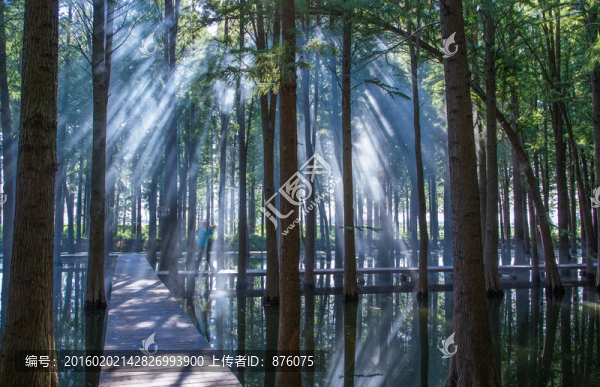 興化水上森林夏日景色