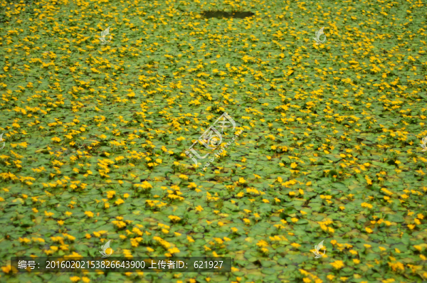 黃色水草小花