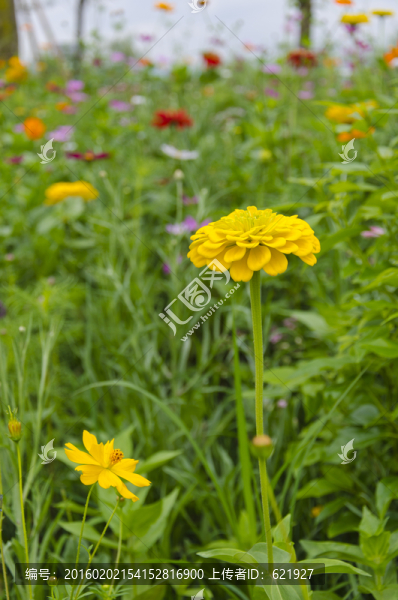 萬壽菊