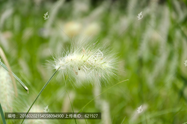 狗尾草