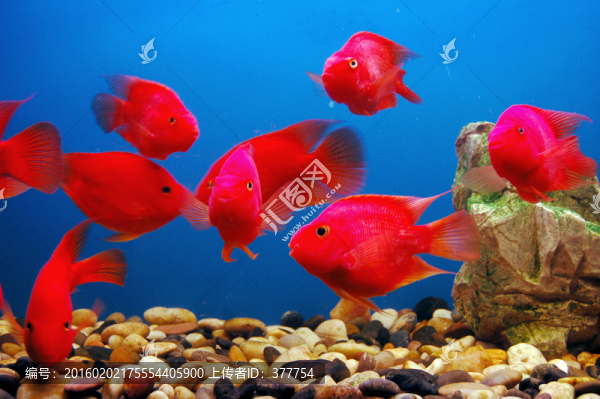 觀賞魚