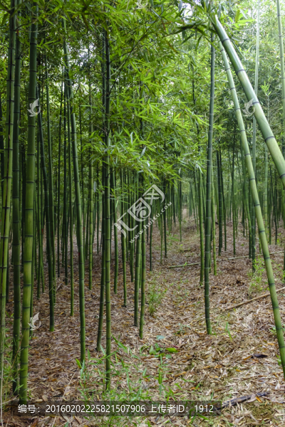 竹林
