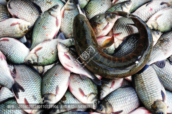 魚