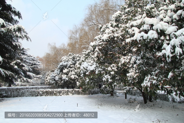 積雪下的花園
