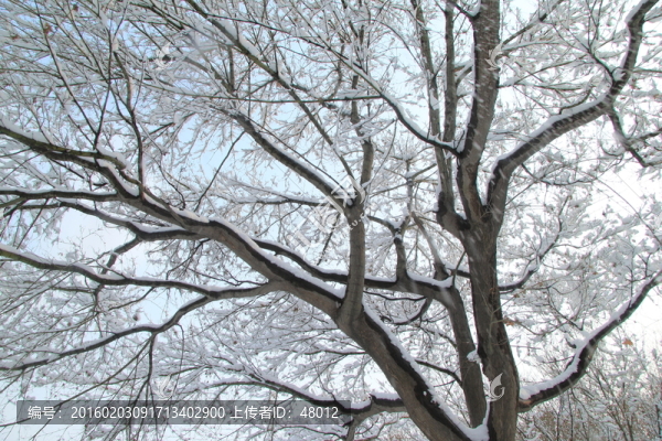 五角楓樹與冬雪