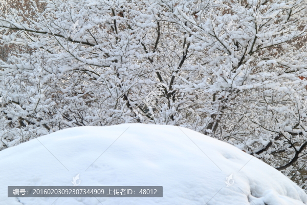 樹梢積雪
