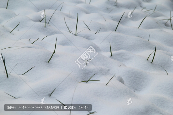 雪地小草