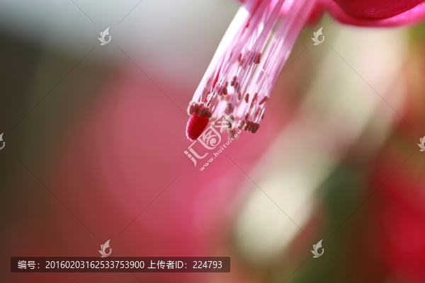 花蕊
