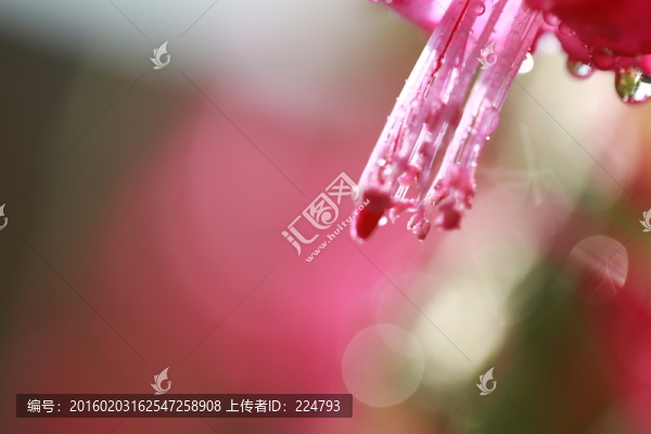 花蕊