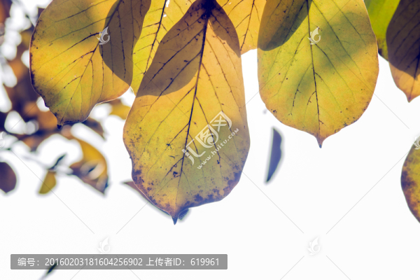 黃葉