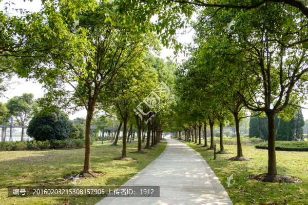 林中小路