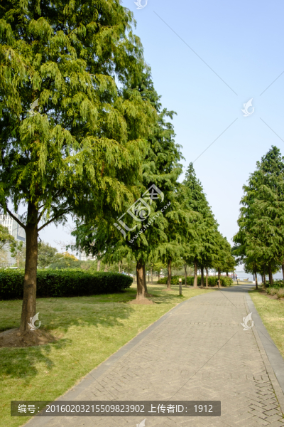林蔭道