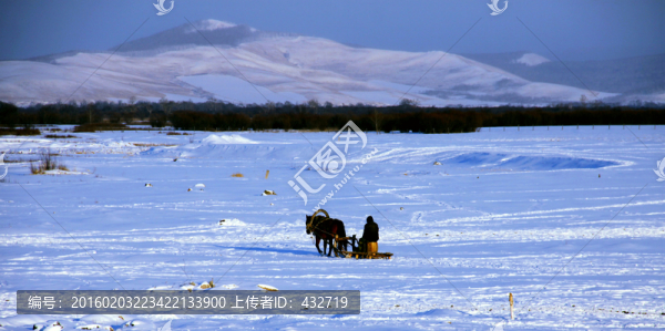 雪地馬拉雪橇
